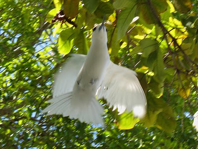 Feydhoo Island 8Q7CE DX News Feydhoo Island 8Q7CE DX News